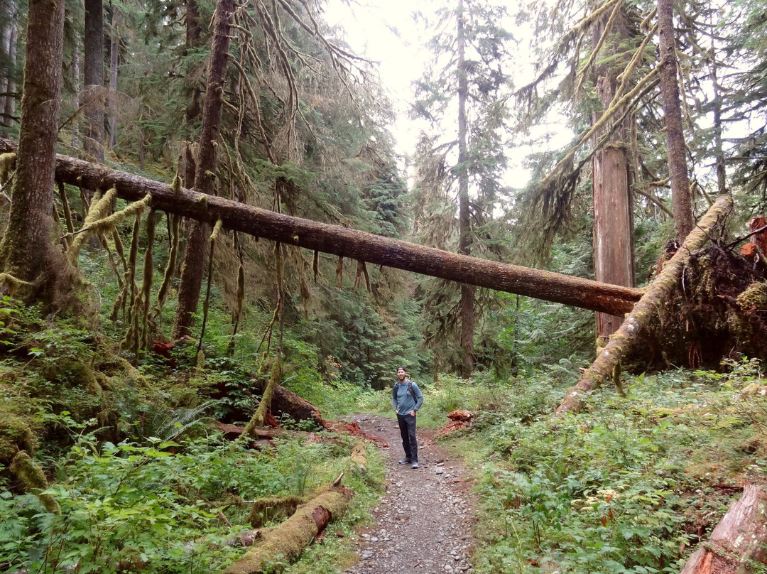 Quinault River-Pony Bridge Day Hike景点图片