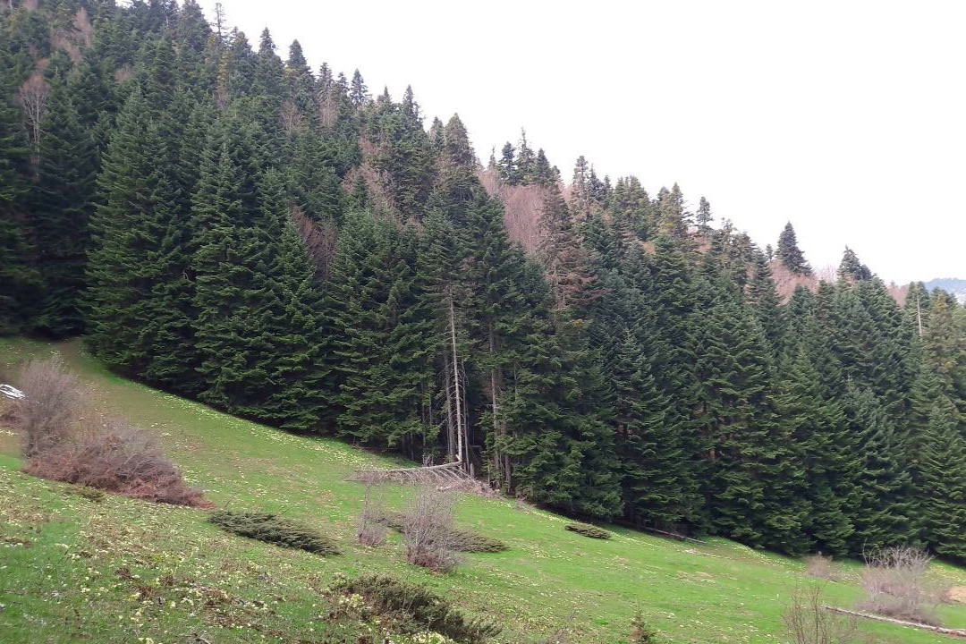 null-Orencik