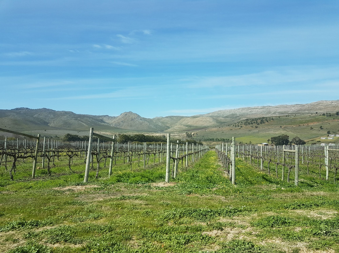 Elgin旅游景点-South Hill Vineyards - Elgin Western Cape