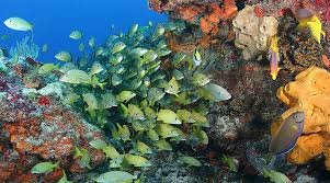 Riviera Maya Snorkeling-从莫雷洛斯港必去景点