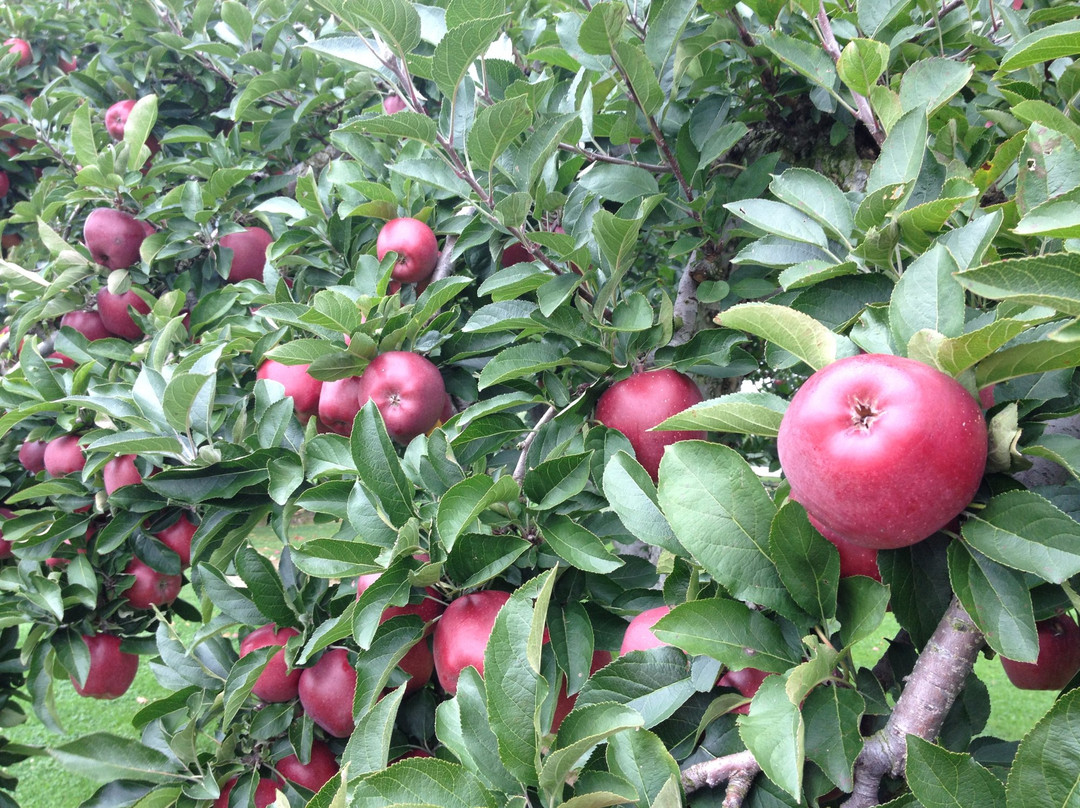 Dawson's Orchards, Inc.-Enon Valley必去景点