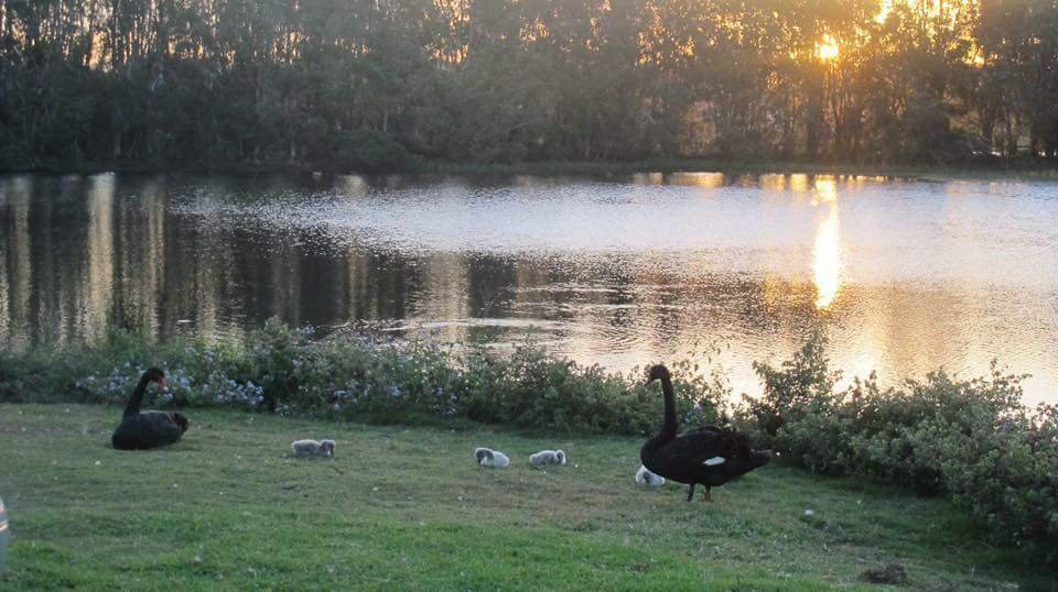 Black Swan Lake-Bundall必去景点
