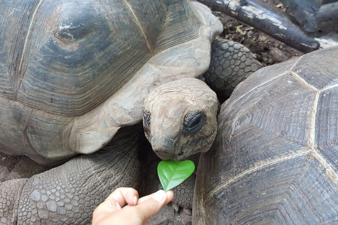 Bashasha Tours-孥归必去景点