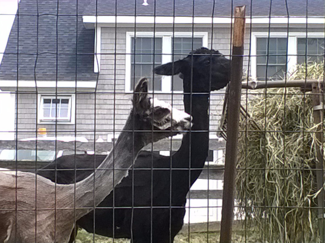 Abrams Animal Farm-新肖勒姆必去景点