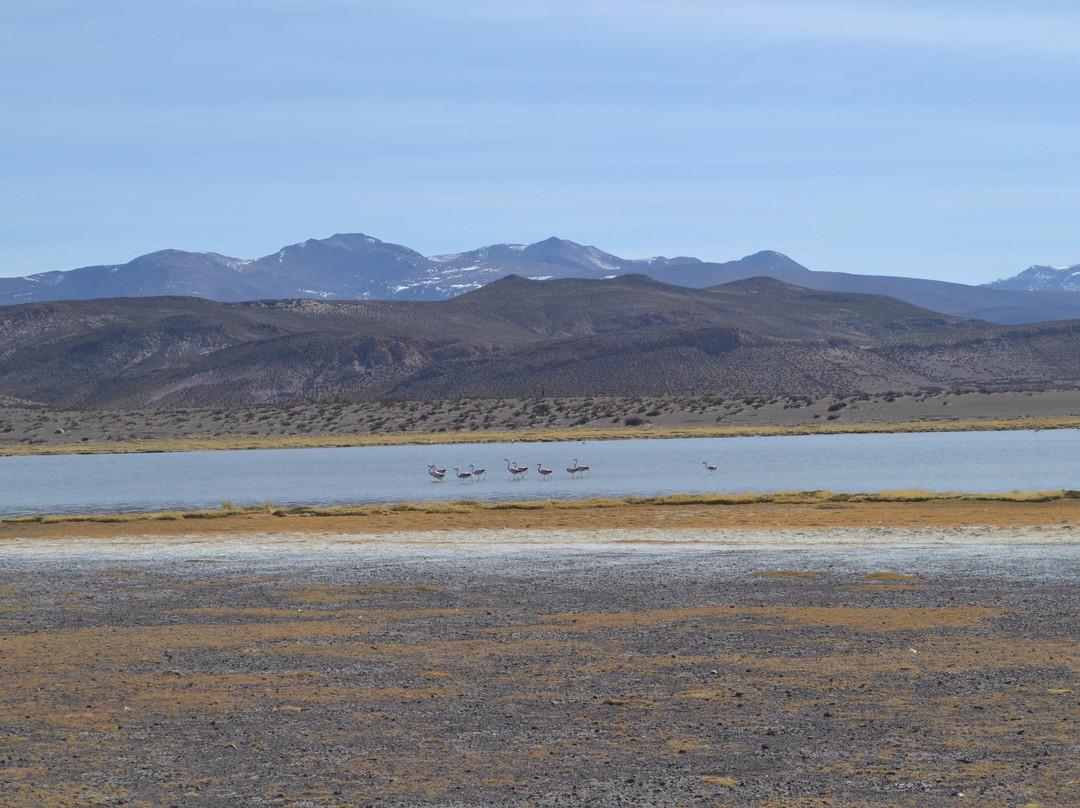 Parque Nacional Volcan Isluga-Colchane必去景点
