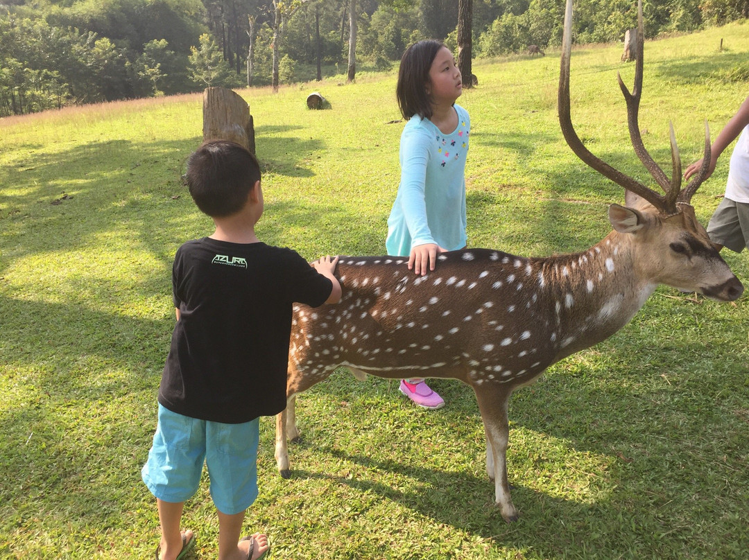 Penangkaran Rusa Cariu-茂物必去景点