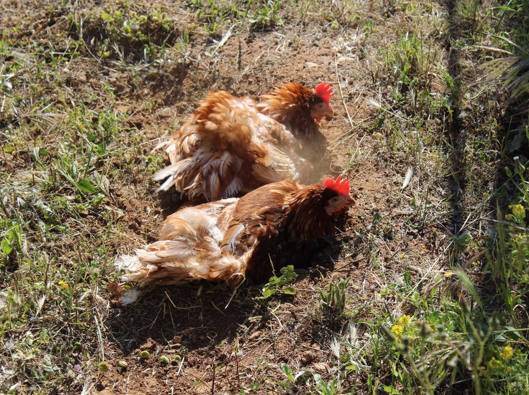 Chiesanuova旅游攻略图片