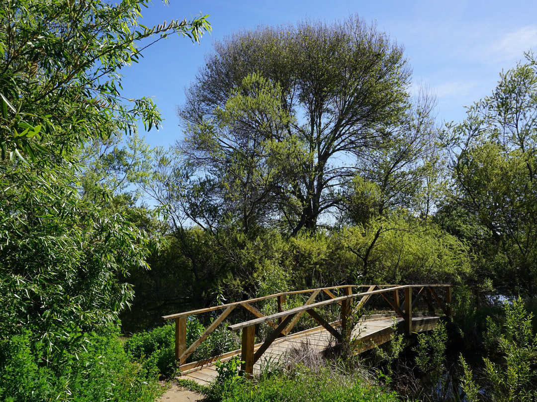 Madrona Marsh-托伦斯必去景点