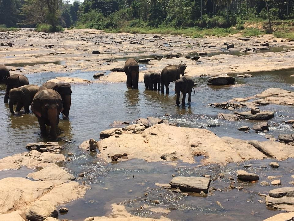 Pinnawala Jumbos-凯格勒 必去景点