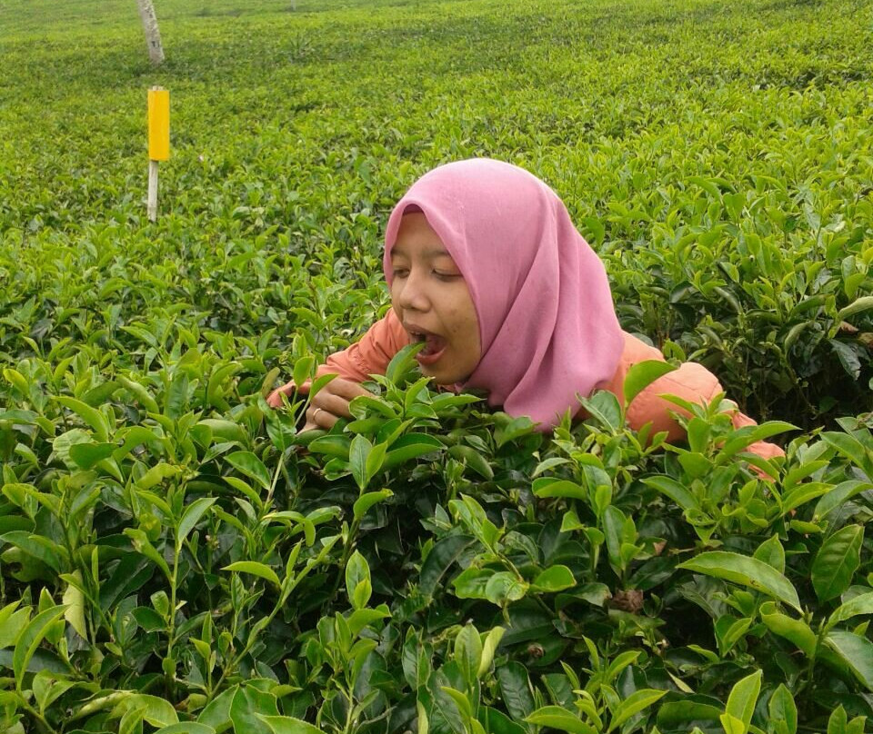 Kaligua Tea Plantation景点图片