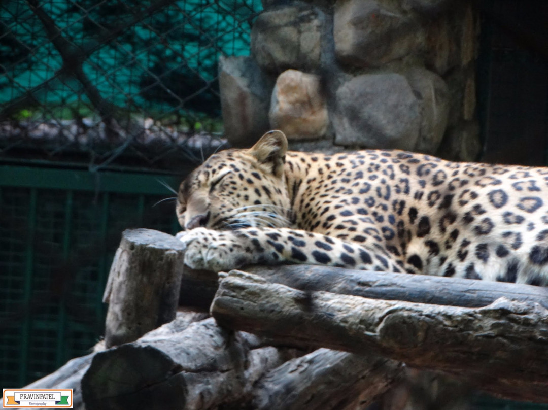 Kanan Pendari Zoo Park景点图片