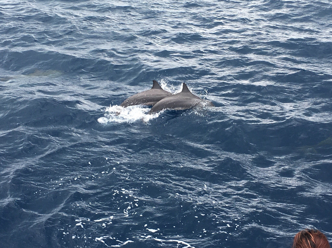 Dive Kingdom International-马累必去景点