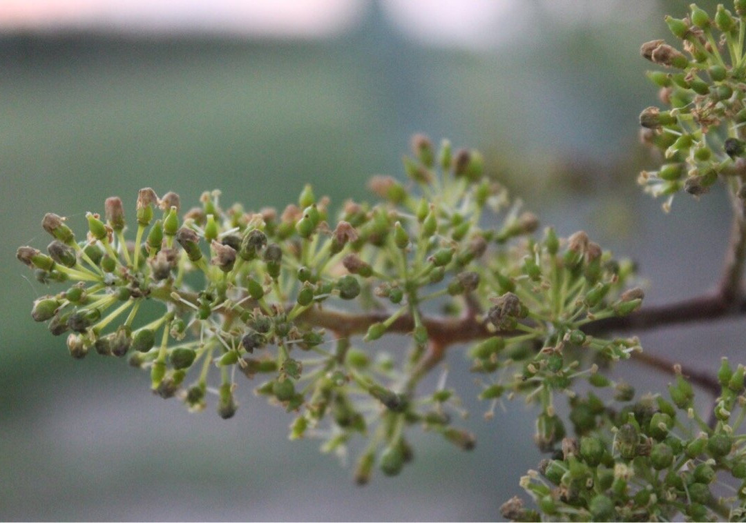 Bodega Garaje Casa Grande-Canelones必去景点