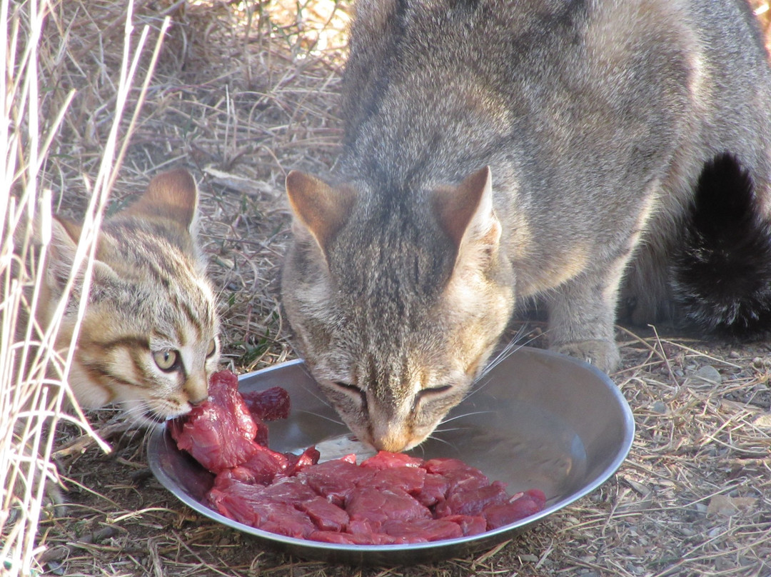 Cat Conservation Trust-Nxuba必去景点