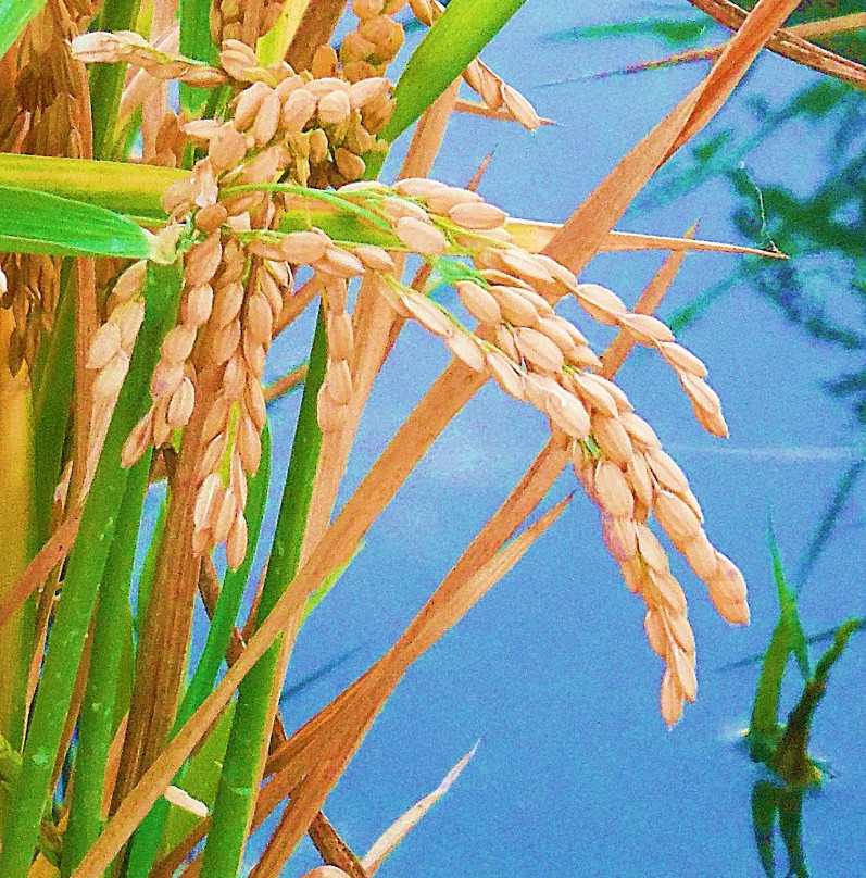 Muntanyeta dels Sants-Sueca必去景点