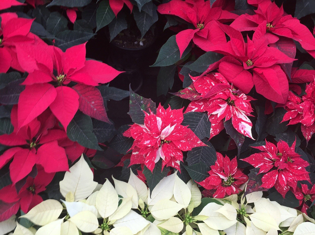 Mercado de Flores-墨西哥城必去景点