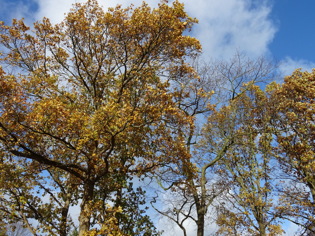 Natuurgebied Holtingerveld-Uffelte必去景点