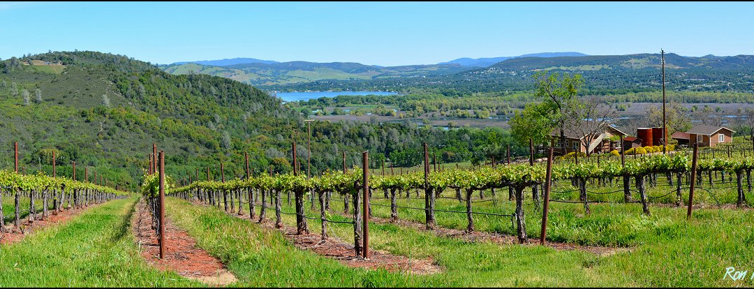 Vigilance Vineyards & Winery景点图片