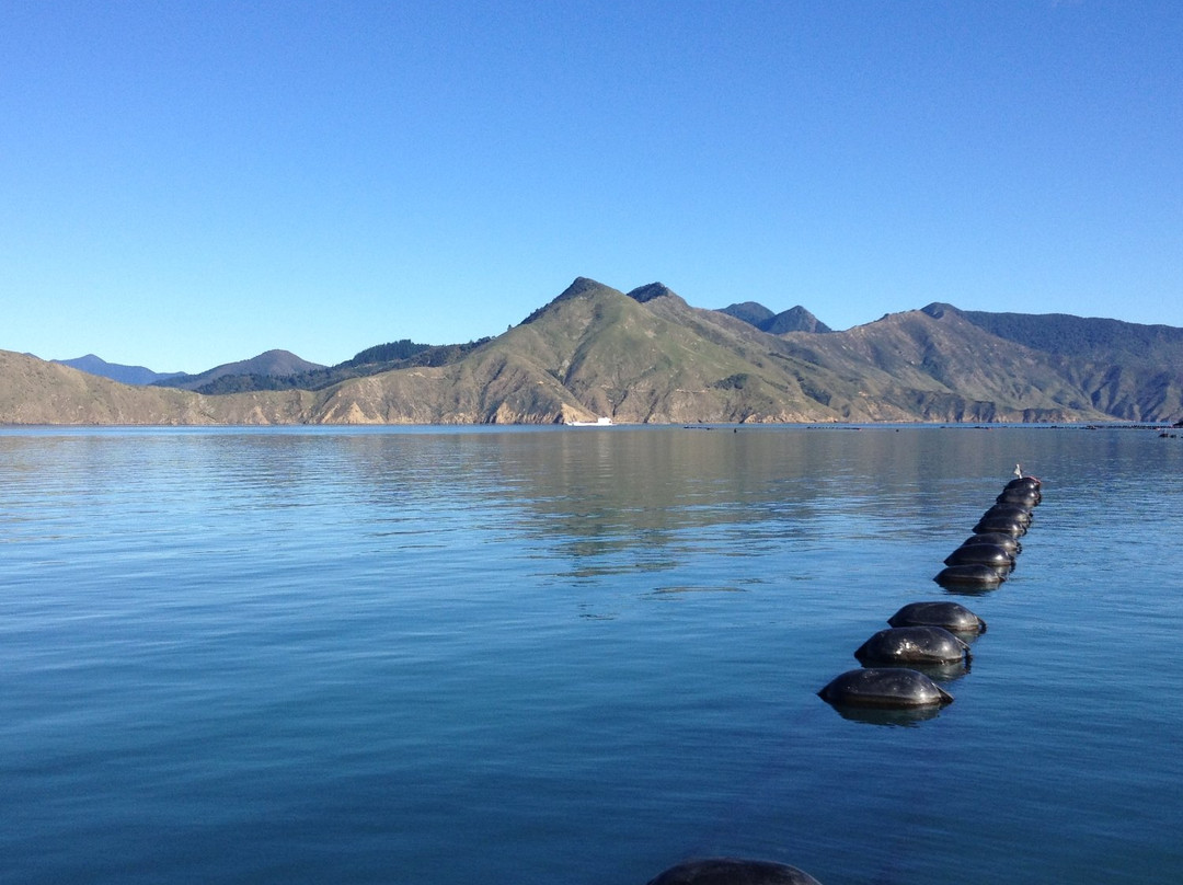 Pelorus Sound Water Taxi & Cruises景点图片