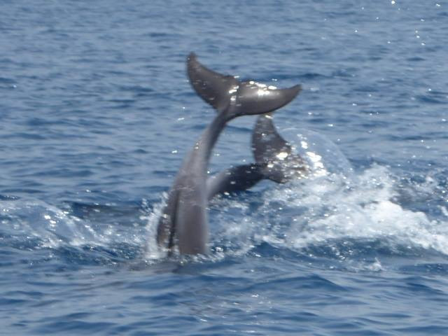 Sharkys Watersports景点图片