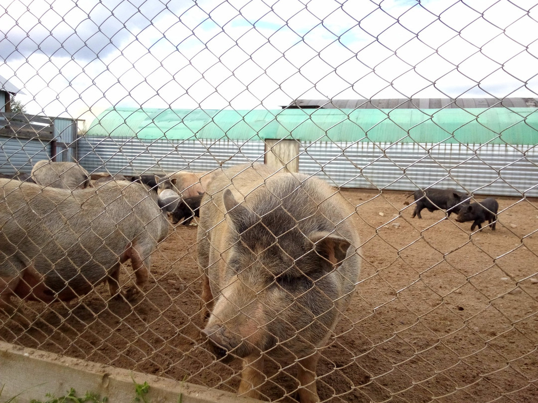 Ostrich Farm Krasavinskiy Khutorok-Zaosinovo必去景点