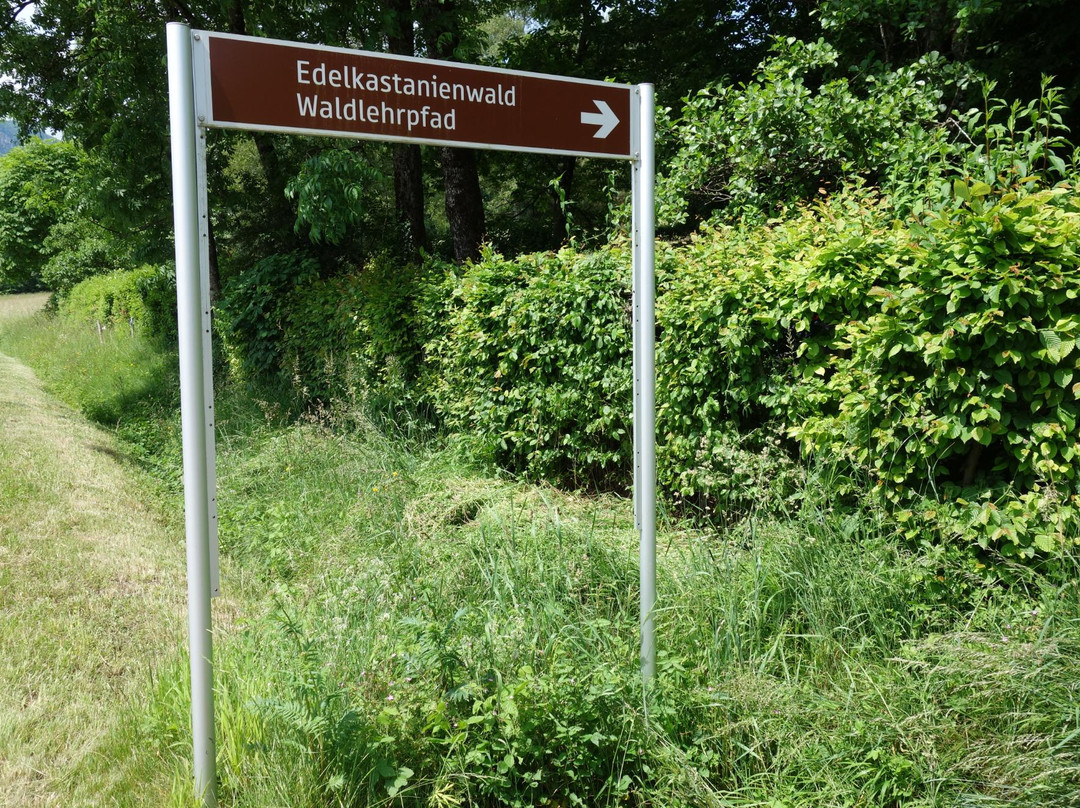 Edelkastanienwald und Waldlehrpfad-阿特湖畔翁特拉赫必去景点