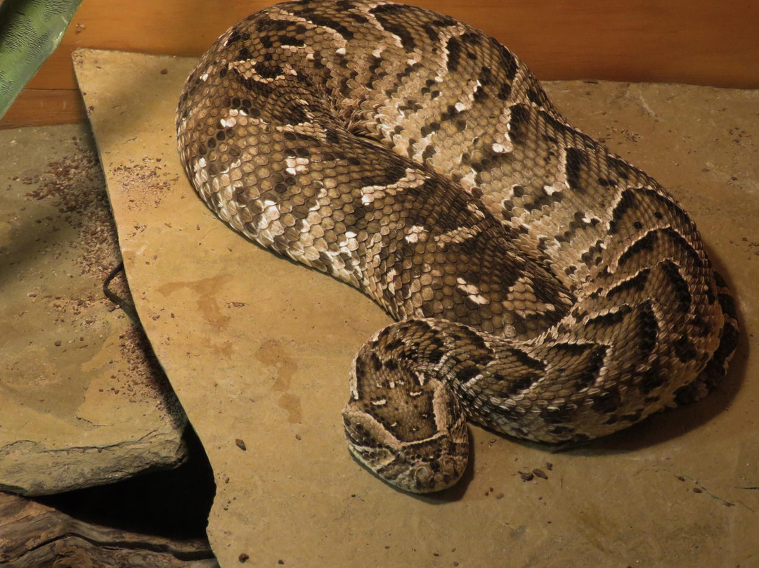 Reptile Garden景点图片