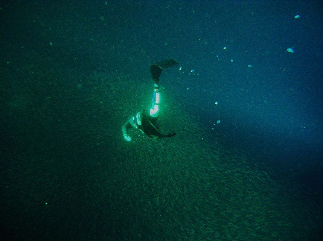 Freediving Philippines-莫阿尔博阿尔必去景点