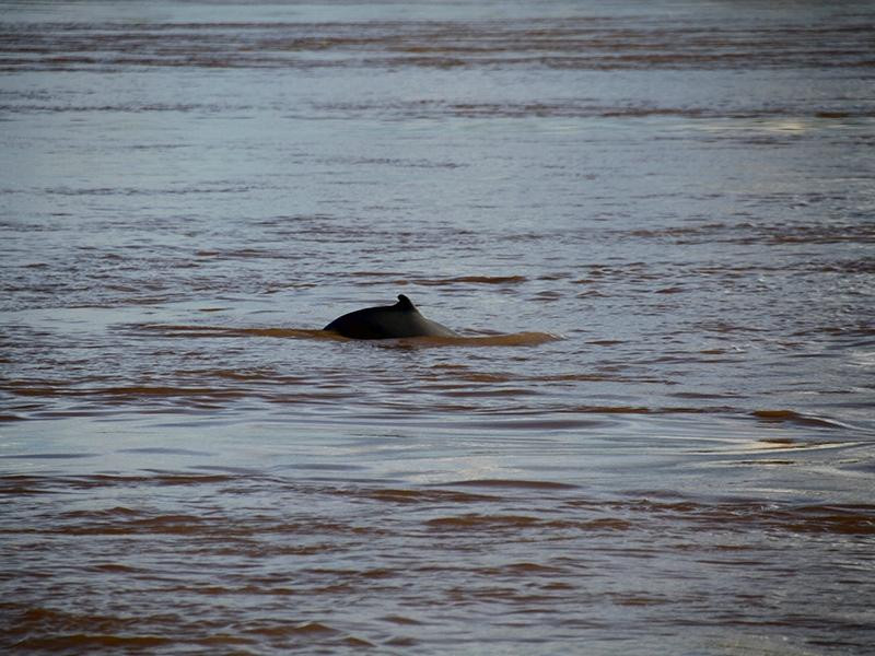 Green Kratie Tours - Day Tours-Kratie必去景点