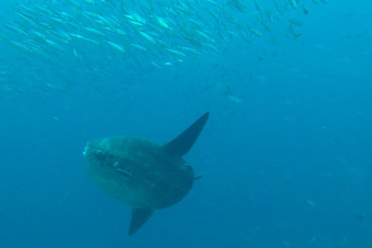 divedivedivebali-沙努尔必去景点