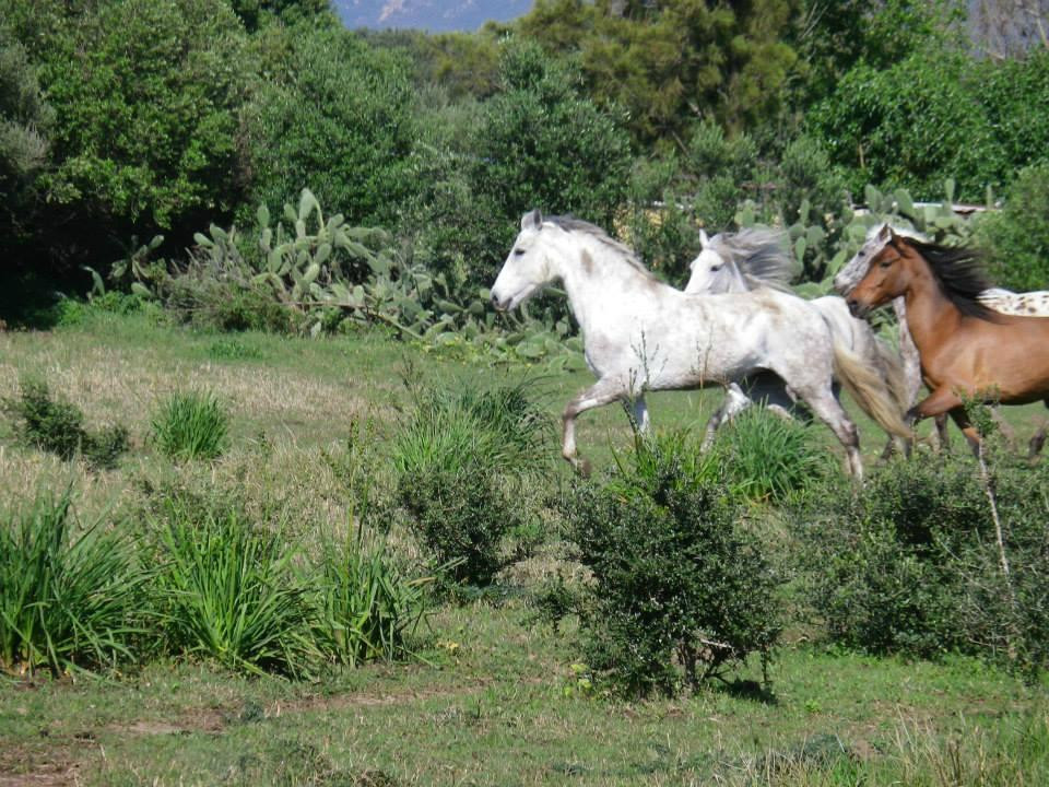 Hurricane Hipica - Day Tours-塔里法必去景点