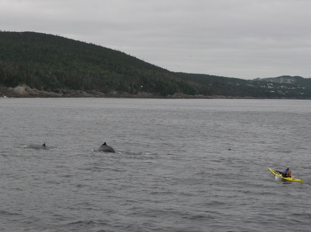 The Outfitters Adventures-Bay Bulls必去景点