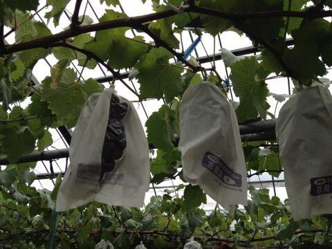 Couples-阿苏市必去景点