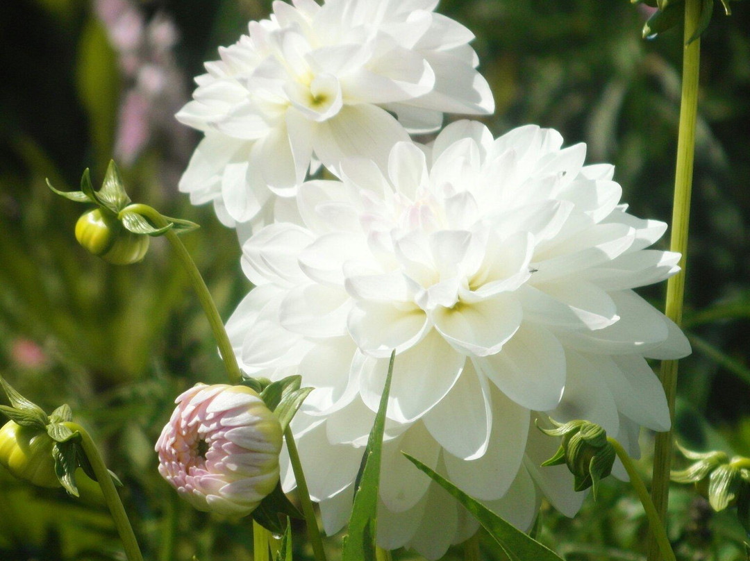 Holehird Gardens景点图片
