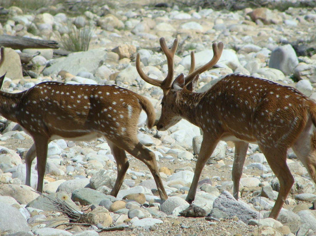 Jim Corbett National Park景点图片