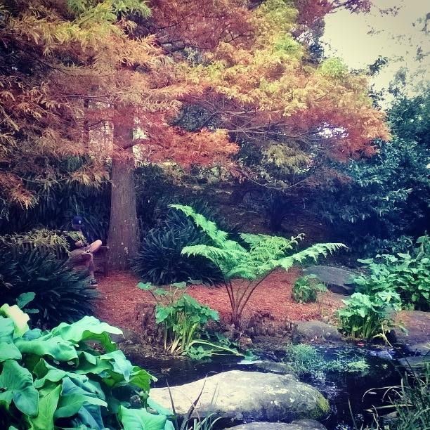 Wollongong Botanic Garden-卧龙岗市必去景点