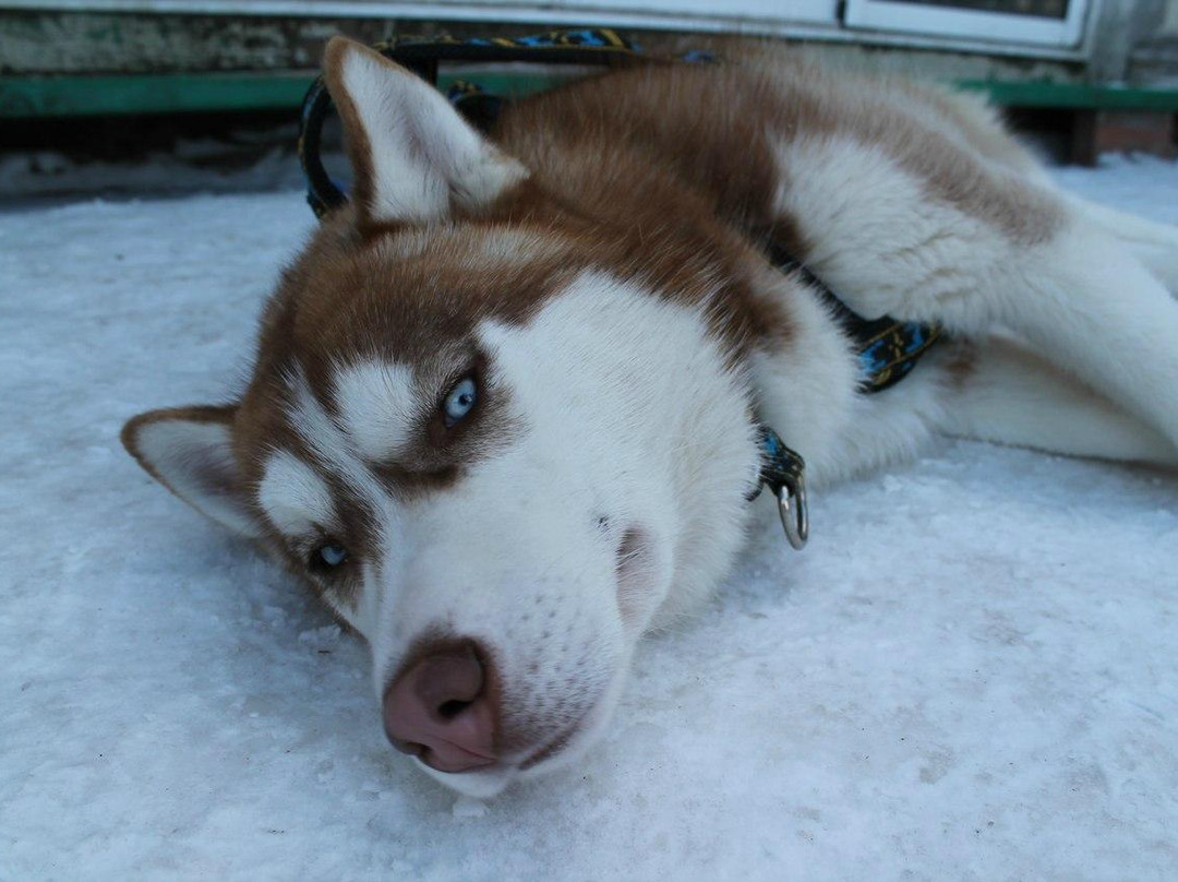 Husky Evolution Nursery of Siberian Husky景点图片