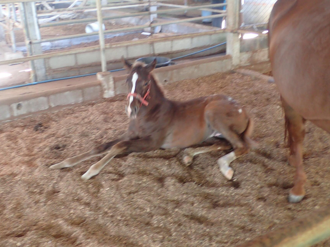 普吉国际马术俱乐部-呈塔累必去景点