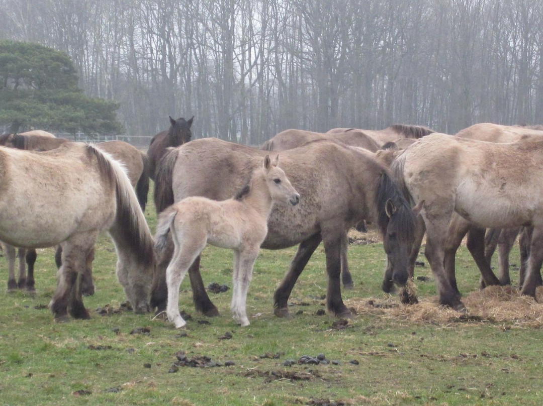 Wildpferdebahn im Merfelder Bruch景点图片