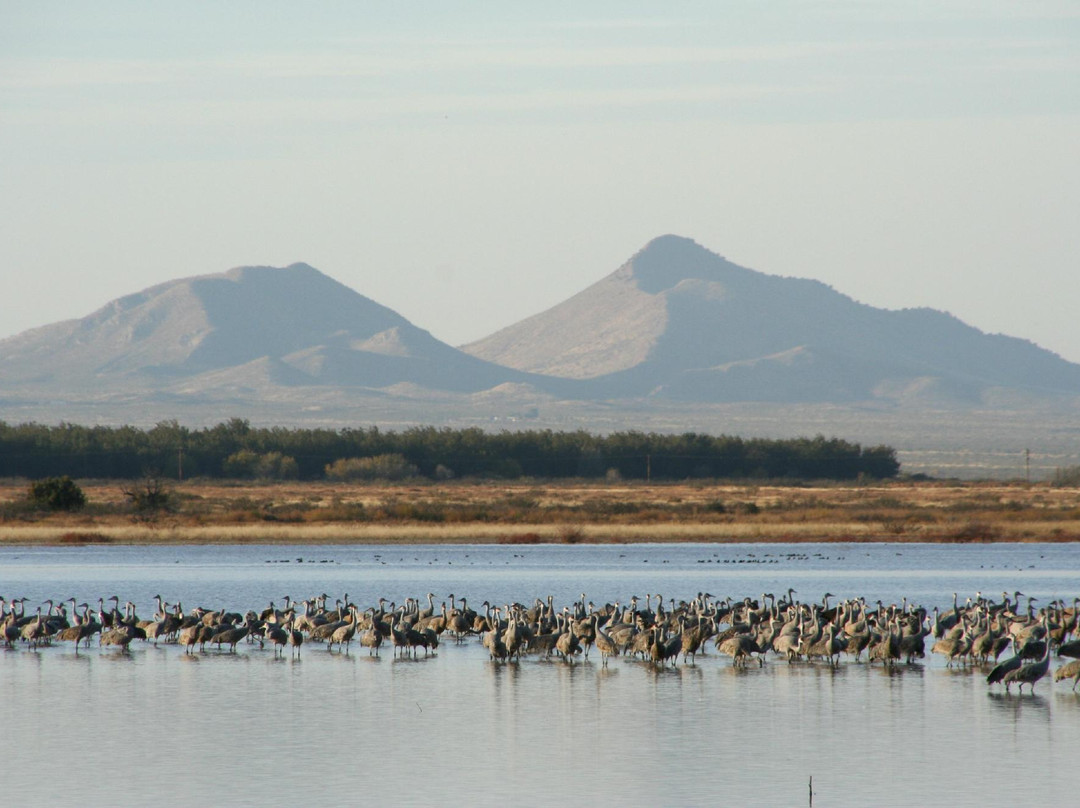 Whitewater Draw Wildlife Area景点图片