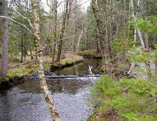 Baille Ard Nature Trail景点图片
