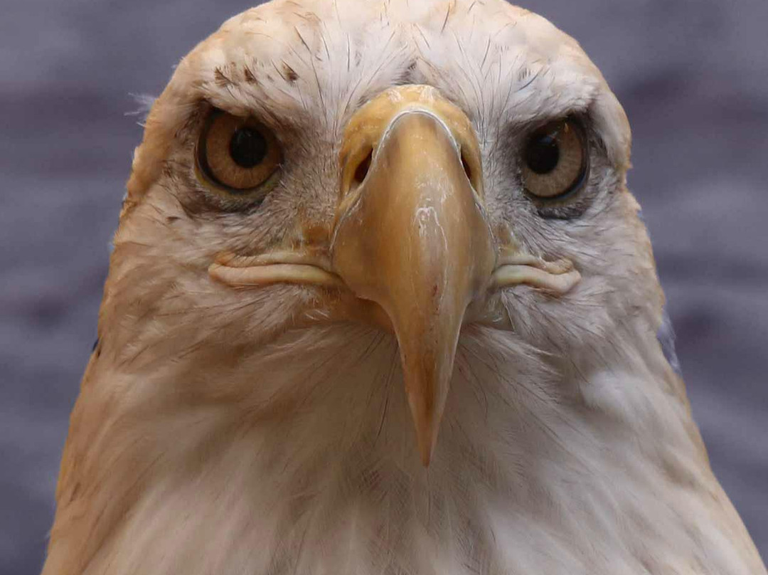 The Raptor Center-圣保罗必去景点