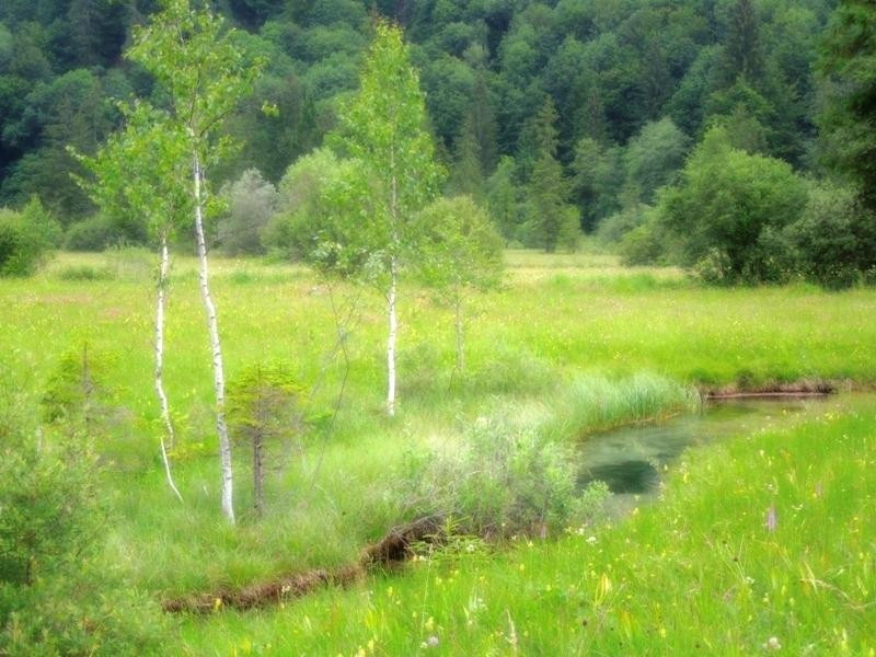 Ettal Wintersport: Wildfutterung im Grasswangtal景点图片