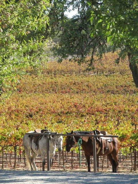 Pomar Junction Vineyard & Winery-帕索罗布尔斯必去景点