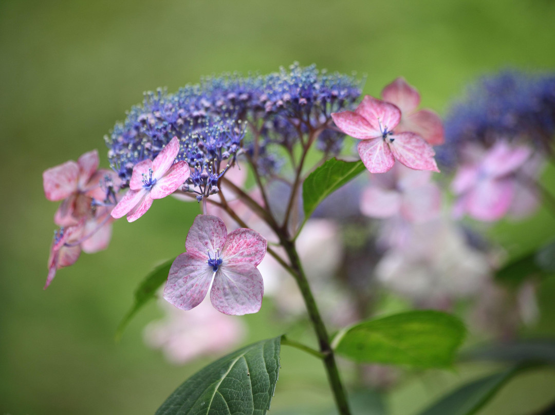 Minamisawa Ajisai Mountain-秋留野市必去景点