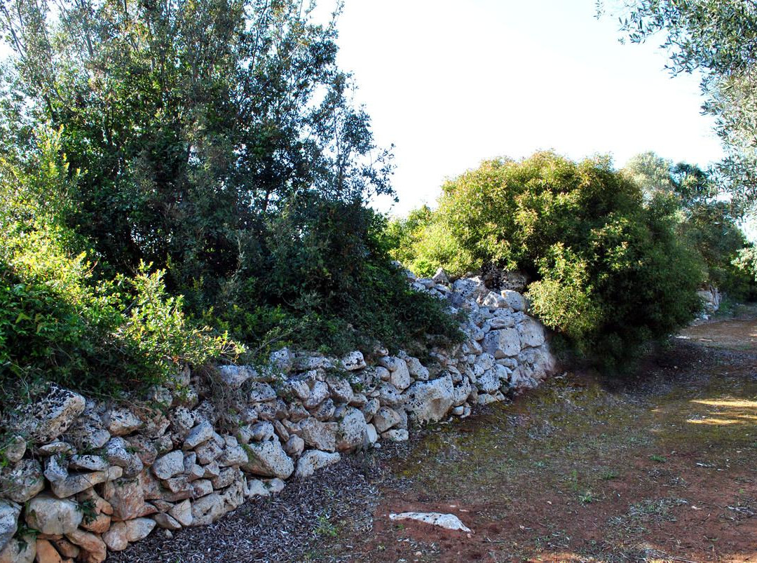Limitone dei Greci