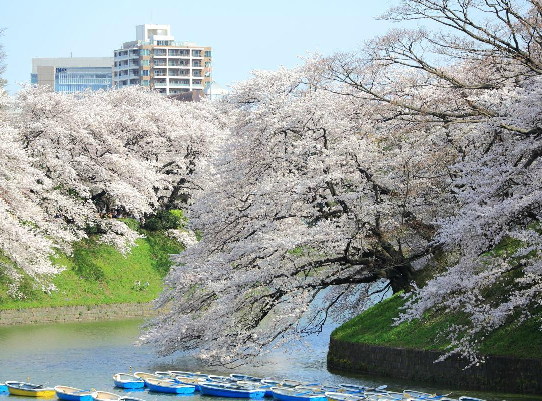 Kojimachi旅游景点-Chidoriga-fuchi Park