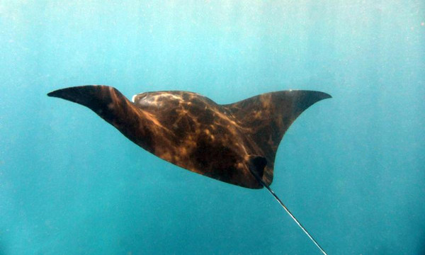 巴厘冒险水肺潜水-水明漾必去景点