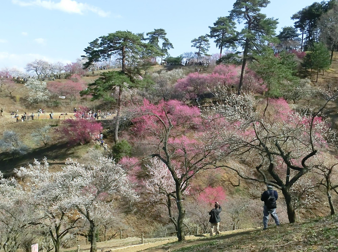 Yoshino Prum Groves-青梅市必去景点