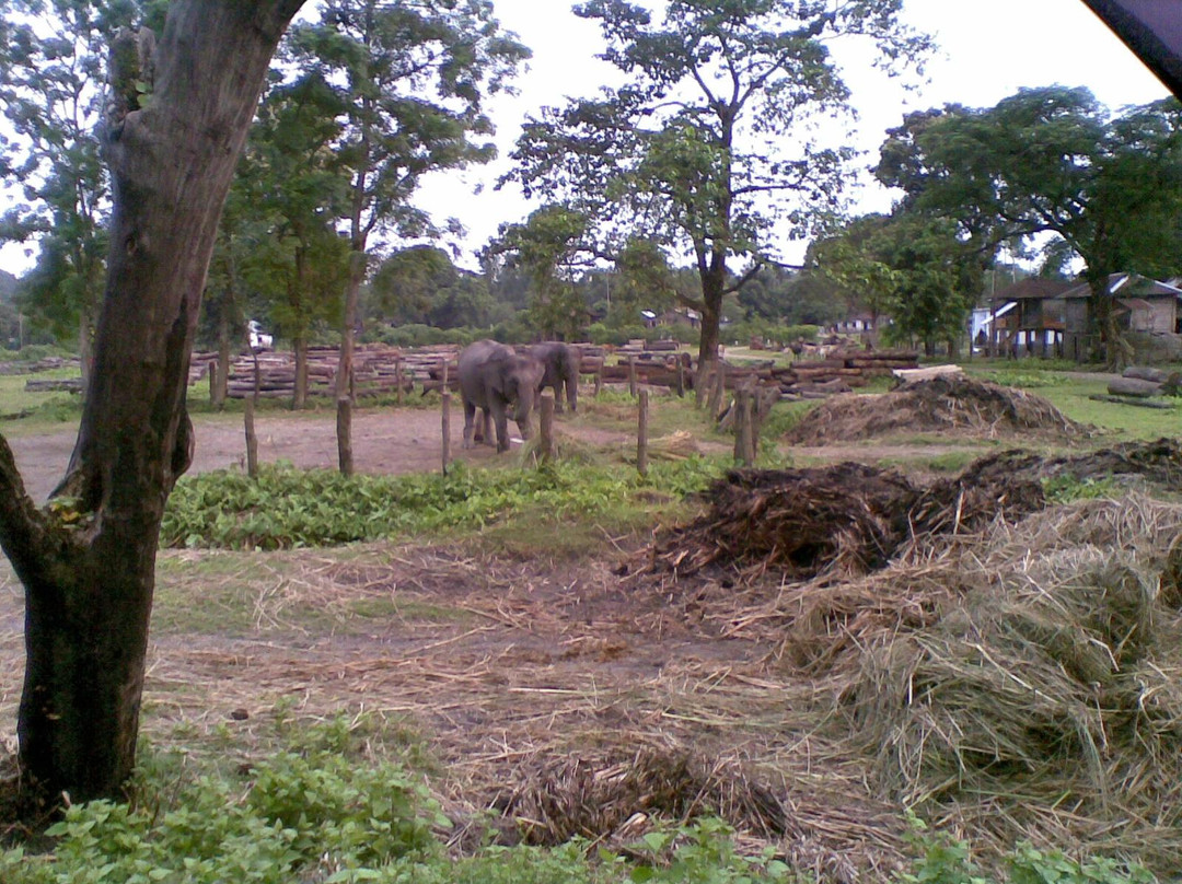 Chilapata Forest景点图片